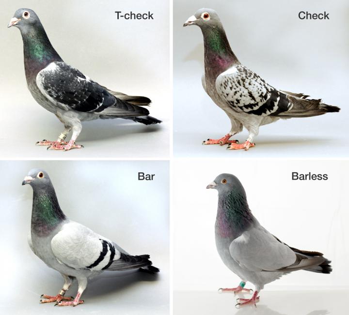 Pigeon Patterns