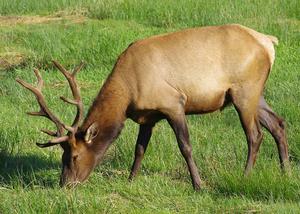 elk bull in a grassy field