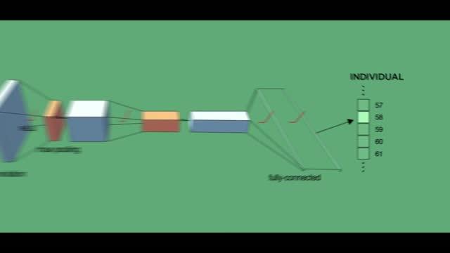 idtracker.ai -- Understanding Collective Behavior