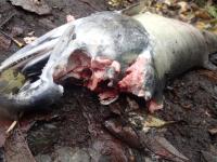 Chum Salmon