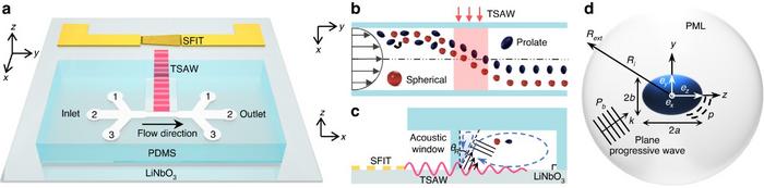 Schematic diagram of an acoustofluidic chip for shape-based separation.