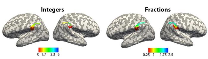 Your brain maps out numbers, including integers and fractions