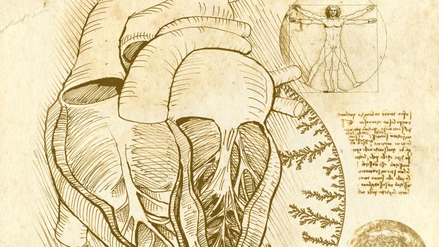 Illustration of the inside of a Human Heart