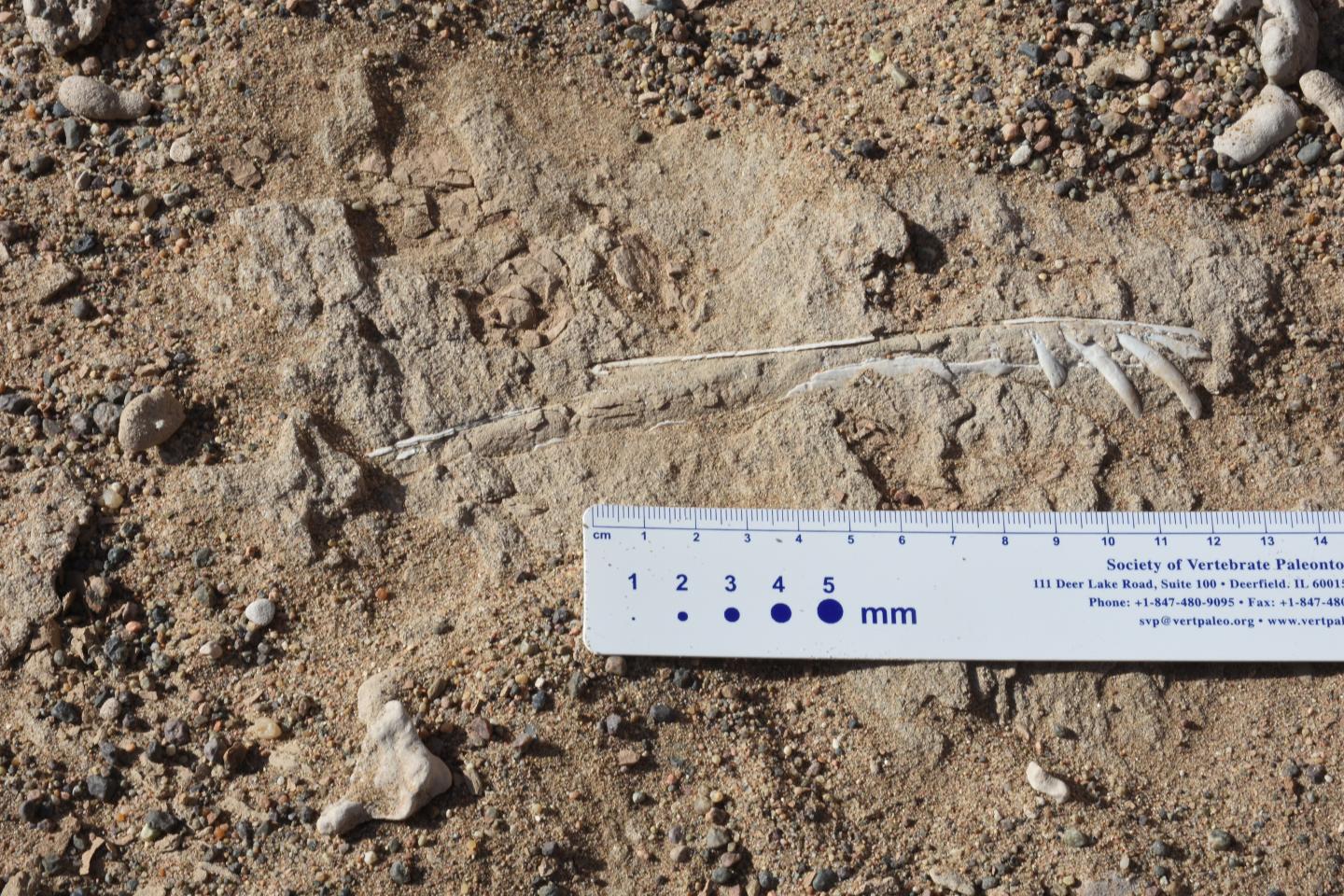 Hundreds of Fossilized Eggs Sheds Light on Pterosaur Development (2 of 8)