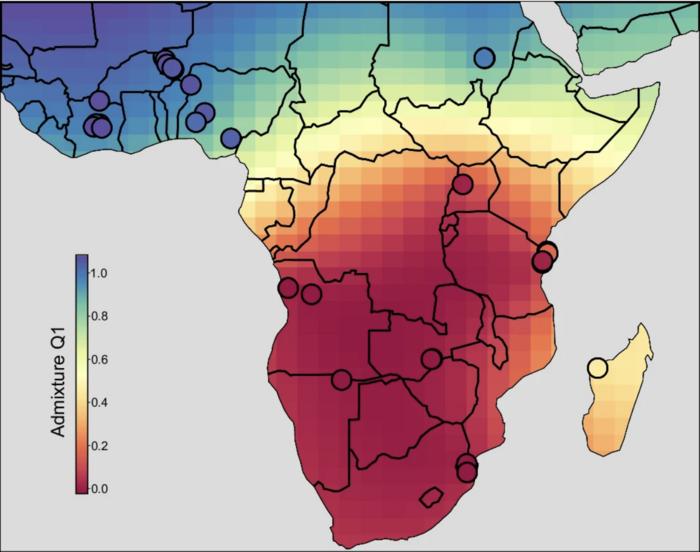 Schistosome hybridization map