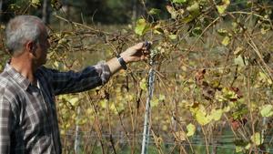 Vinyard and Stefano Pisoni