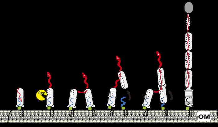 Strand-exchange assembly mechanism