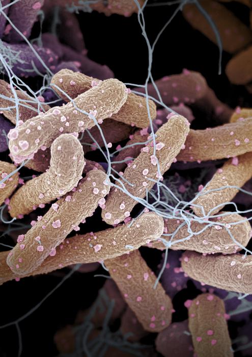 E. coli