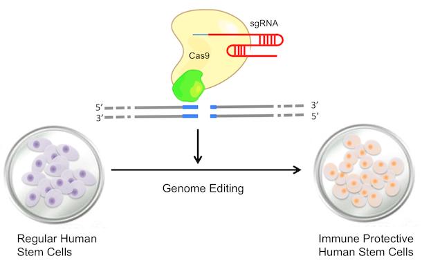 Stem Cell