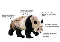 Panda Figure