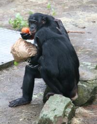 1 Female Bonobo Rests Her Hand on Another’s Shoulder