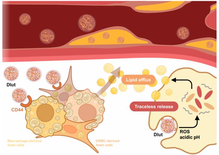 Targeted Luteolin Nanomedicine Enhances Lipid Efflux in Atherosclerotic Plaques
