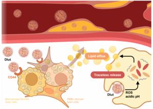 Targeted Luteolin Nanomedicine Enhances Lipid Efflux in Atherosclerotic Plaques