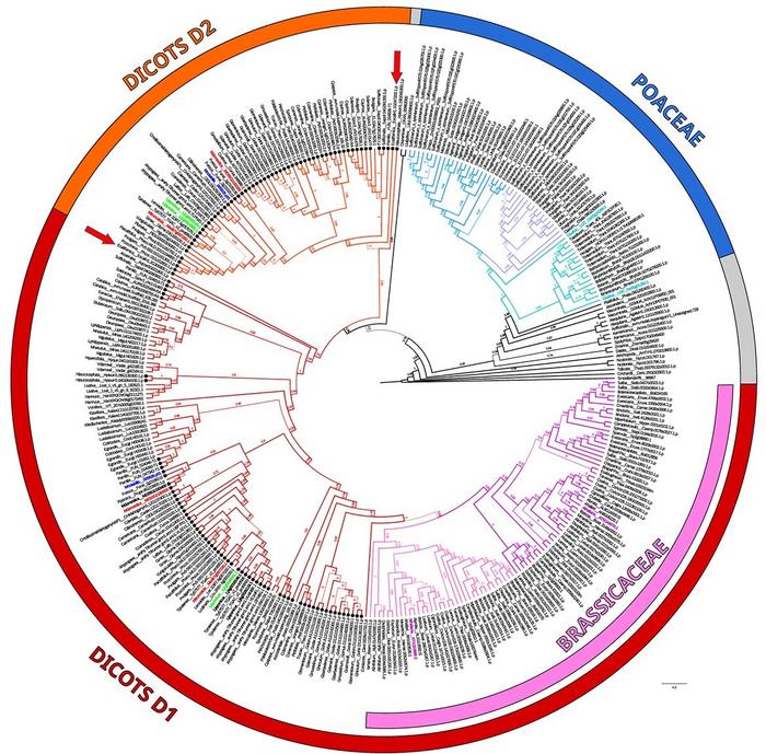 Phylogenetic Analysis of PCS Proteins in Vascular Plants