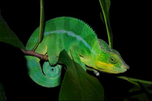 Male Panther Chameleons