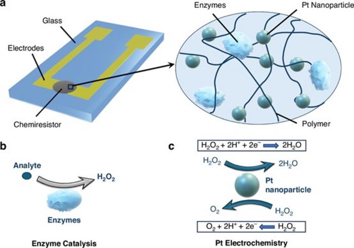 Working principle of a chemiresistive biosensor.