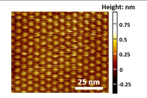 2-D Micrograph