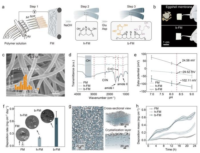From Biomineralization to Energy Applications — Chinese Researchers Decode the Natural Wisdom Hidden in Avian Eggshell Membranes