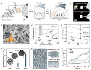 From Biomineralization to Energy Applications — Chinese Researchers Decode the Natural Wisdom Hidden in Avian Eggshell Membranes