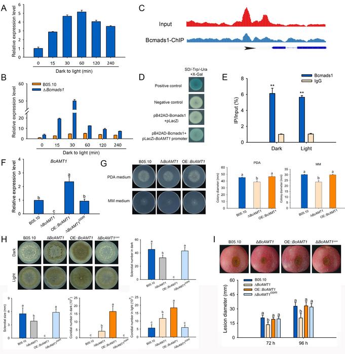 BcAMT1 is a direct target of Bcmads1 and is required for Bcmads1-regulated photomorphogenesis.