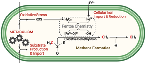 Methane formation in cells