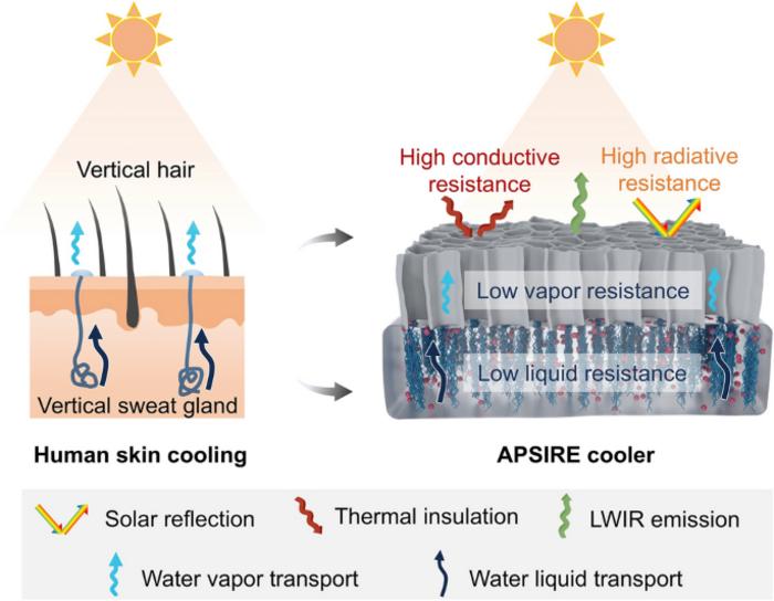 Anisotropic Hygroscopic Hydrogels with Synergistic Insulation-Radiation-Evaporation for High-Power and Self-Sustained Passive Daytime Cooling