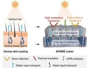 Anisotropic Hygroscopic Hydrogels with Synergistic Insulation-Radiation-Evaporation for High-Power and Self-Sustained Passive Daytime Cooling