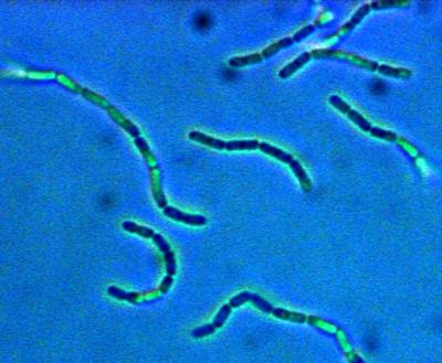 <i>Lactobacillus rhamnosus</i>