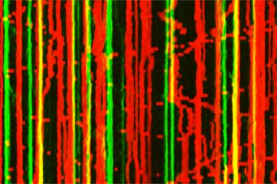 Mitochondria Take to the Dance Floor