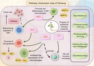 The proposed immunomodulatory and antitumor mechanisms associated with ginseng and its bioactive constituents
