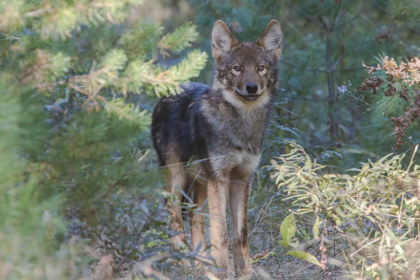 Debate Continues on the Origin of North American Wolves (2 of 4)