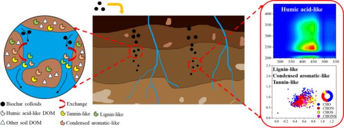 Optical and molecular insights into dissolved organic matter release in soils induced by downward migration of biochar colloids