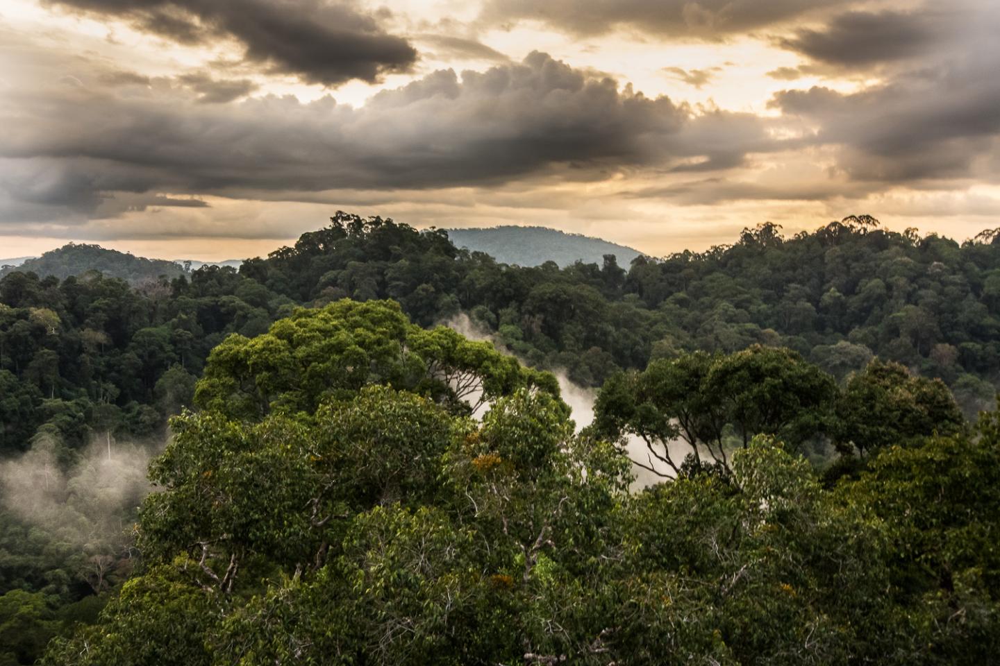 Ulu Temburong Forest, Borneo