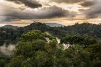 Ulu Temburong Forest, Borneo