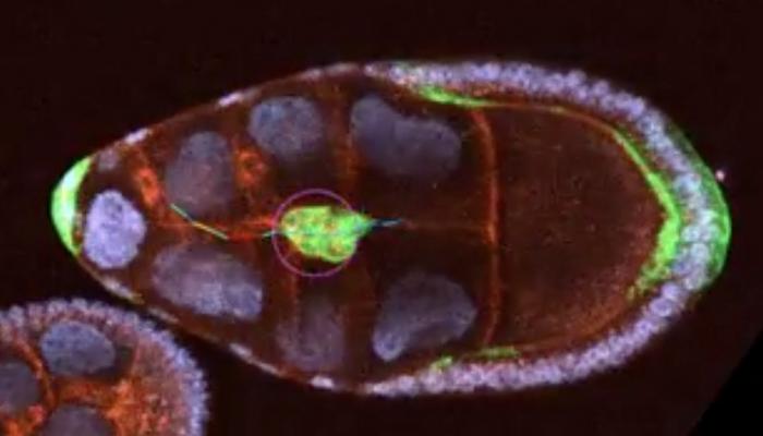 Fruit Fly Egg Chamber