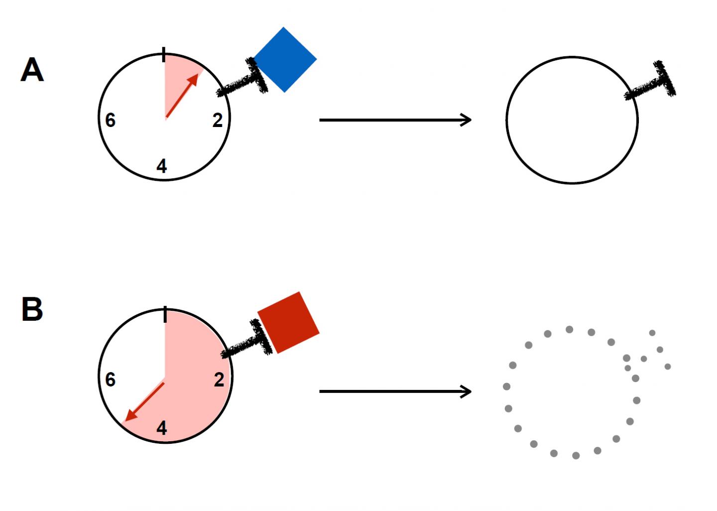 A Molecular Clock Determines 'Loyalty' of Every Developing T Cell