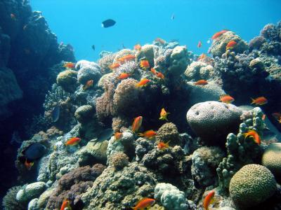 Coral Reef