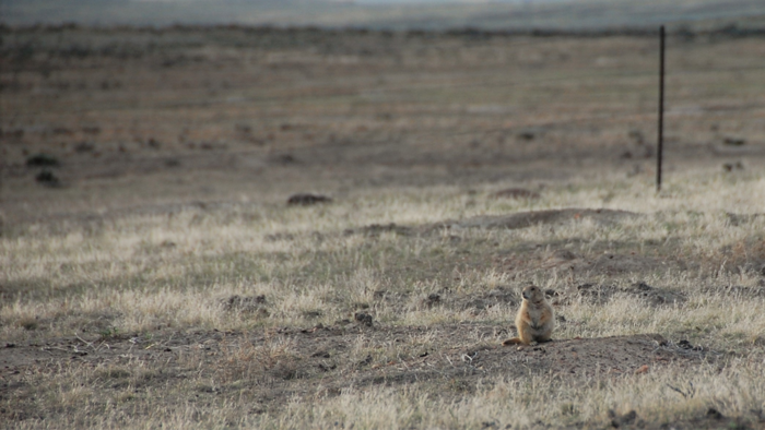 Prairie dog