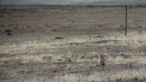 Prairie dog