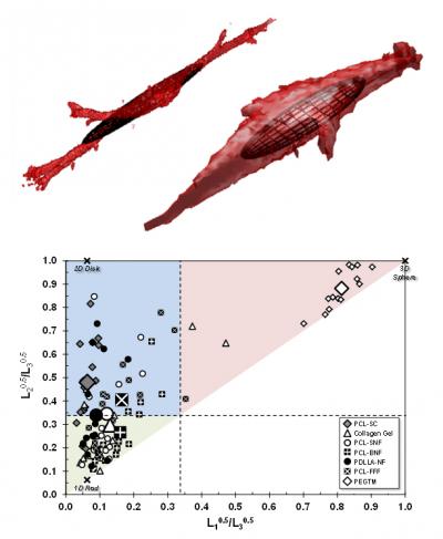 Shape-sifting: NIST categorizes bio scaffolds by characteristic cell ...