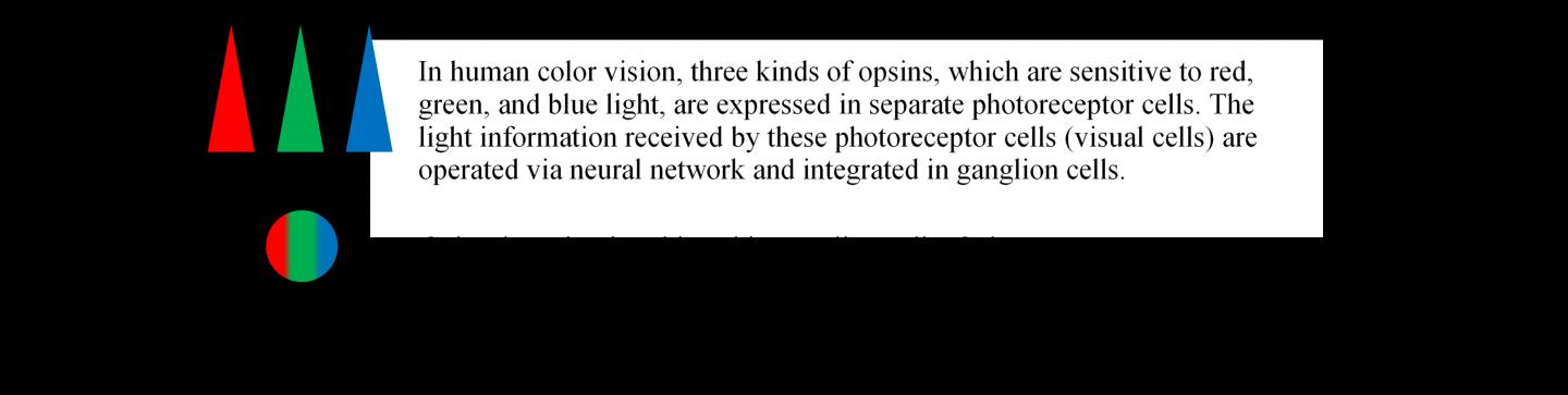 Mechanism of Color Detection