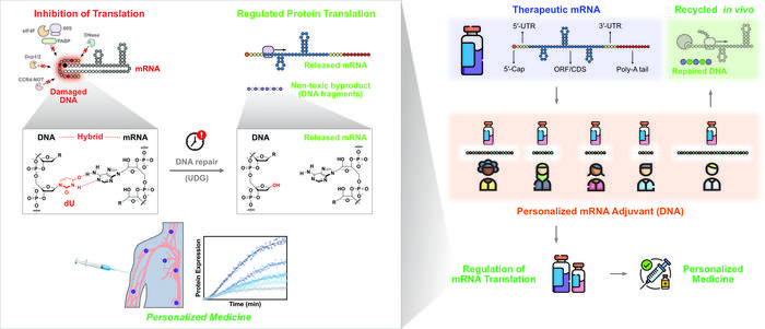 KAIST Suppresses Side Effects of mRNA Therapeutics, Broadly Applicable Platform for Safer, Personalized Treatments​