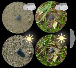 Direct vs diffuse light