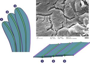 Schematic drawing of the Mirasaura skin outgrowths