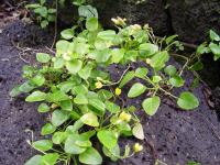 <i>Oxalis simplicifolia</i>