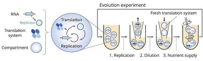RNA evolutionary experiment