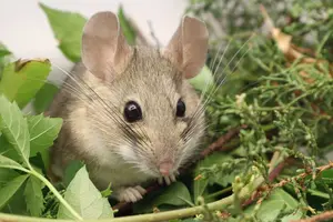 Weinstein woodrat