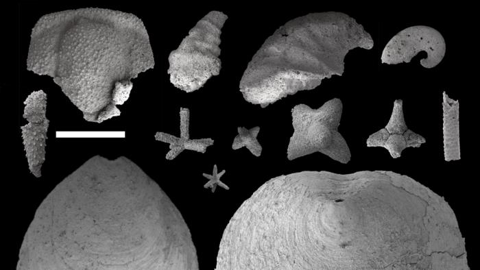Various small shelly fossils