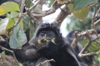 Monkey Feeding 2