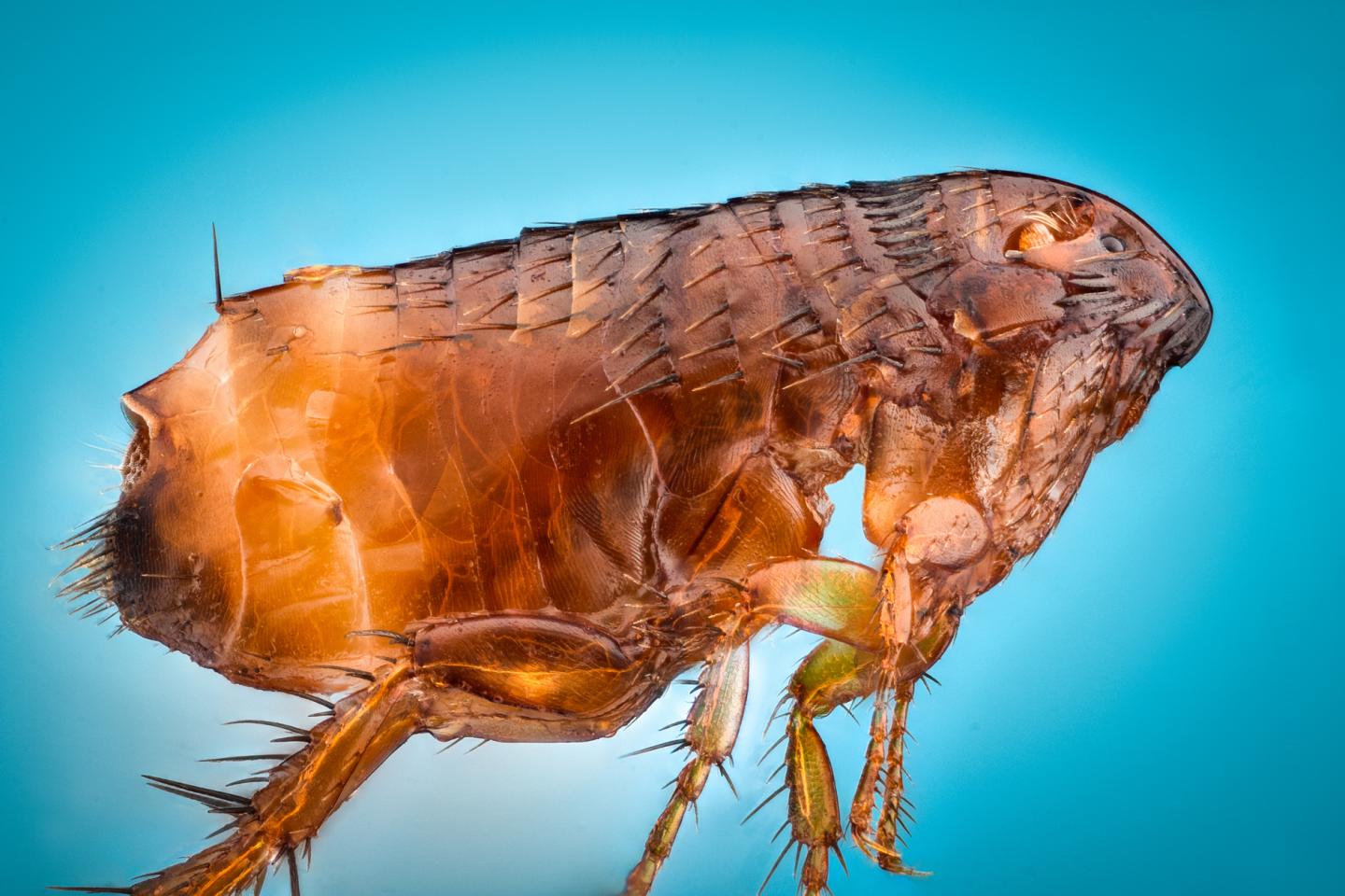 A Living Flea